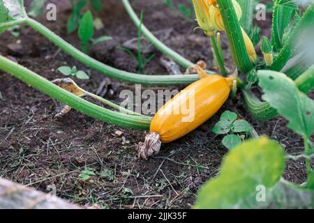 Gelbe Zucchini im Garten. Nützliches Gemüse. Stockfoto