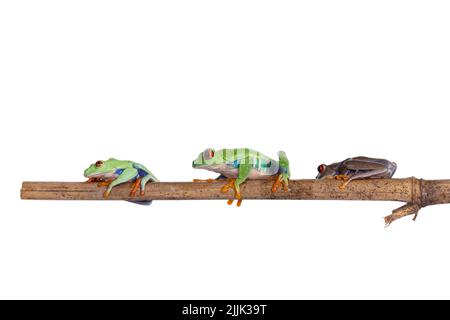 Drei Rotäugige Baumfrösche, auch Agalychnis callidyas genannt, sitzen auf Holzstäbchen. Alles sieht von der Seite aus. Isoliert auf weißem Hintergrund. Stockfoto