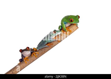 Drei Rotäugige Baumfrösche, auch Agalychnis callidyas genannt, sitzen auf Holzstäbchen. Alle schauen in verschiedene Richtungen. Isoliert auf weißem Hintergrund. Stockfoto