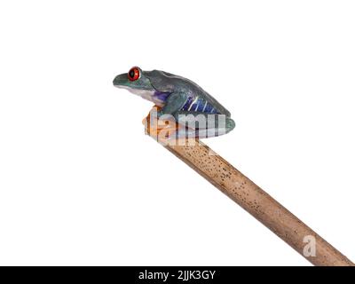 Blaurote Baumfrösche, auch Agalychnis callidyas genannt, sitzen Seitenwege auf Holzstäbchen. Isoliert auf weißem Hintergrund. Stockfoto