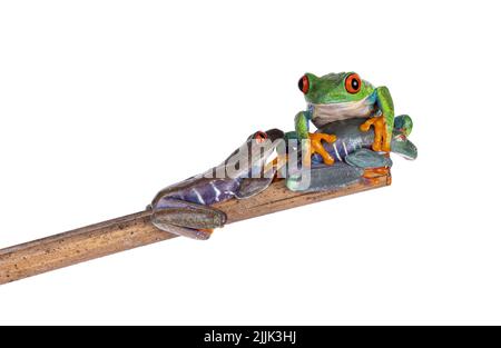 Drei Rotäugige Baumfrösche, auch Agalychnis callidyas genannt, sitzen auf einem Holzstock übereinander. Alle schauen in verschiedene Richtungen. Isoliert auf einem Stockfoto