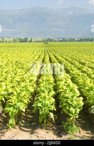 Eine vertikale Aufnahme der Tabakplantagen in Extremadura, Spanien Stockfoto