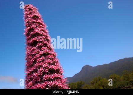 Tajinaste rosado, Echium wildpretii trichosyphon, Nationalpark Caldera de Taburiente, Biosphärenreservat, ZEPA, LIC, La Palma, Kanarische Inseln, Spanien, Stockfoto