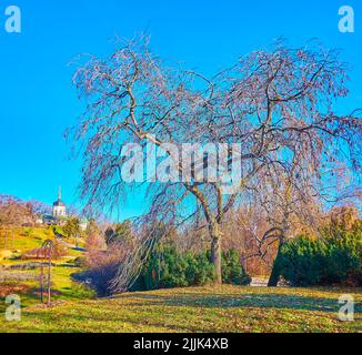 Der Glockenturm der St. Jonas Kirche auf dem Hügel im Kyiv Botanischen Garten mit ausgebreiteten Baum im Vordergrund, Ukraine Stockfoto