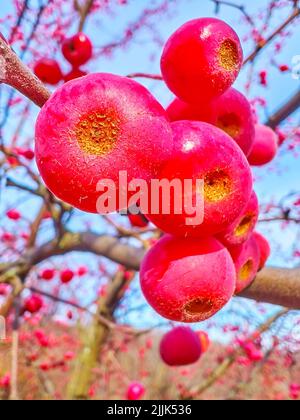 Nahaufnahme der leuchtend roten Früchte des sibirischen Krabbenapfels (Mandschurischer Krabbenapfel) auf dem Baum im Kyiv Botanischen Garten, Ukraine Stockfoto
