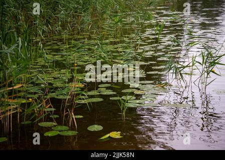 In einem kleinen Teich blühten Wasserlilien noch nicht auf Stockfoto