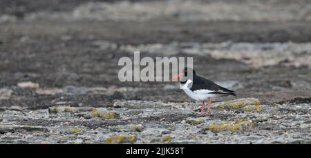 Eurasischer Austernfischer, Haematopus ostralegus Stockfoto