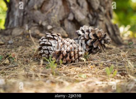 Kegel der Zirbe, Pinus Pinea auf Waldboden, Spanien. Stockfoto