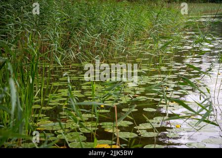 Blühende gelbe Seerosen mit riesigen grünen Blättern im grünen Gras am Ufer eines Sees während der goldenen Stunde des Sommers. Stockfoto