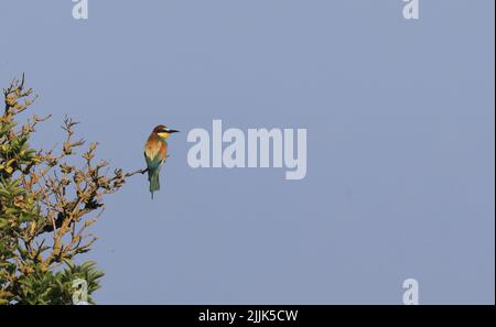 Europäischer Bienenfresser, Merops apiaster, sitzt im Baum Stockfoto