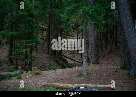 Waldlandschaft. Eine Schlucht, durch die Quellwasser in einem grünen Kiefernwald floss. Stockfoto