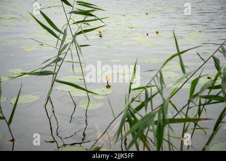 Wasserpflanze im Teich. Konzentrieren Sie sich auf die blühende Lotusblume der Wasserlilie. Stockfoto