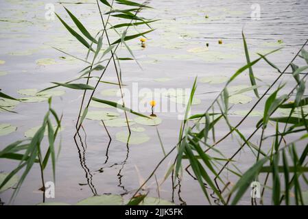 Gelbe, blühende Seerose. Nahaufnahme der gelben Seerose durch grünes Schilf am Seeufer. Gelbe, ungeblühte Seerose. Nahaufnahme von gelbem Wasser lil Stockfoto