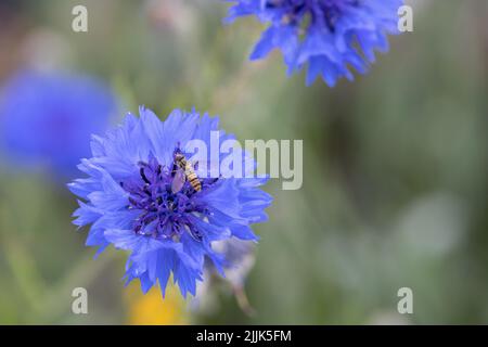 Blaue Kornblume centaurea cyanus mit Schwebefliege Stockfoto