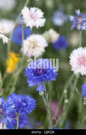 Blau und rosa Kornblumen Stockfoto