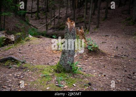 Gebrochener Baumstamm im Wald. Nahaufnahme. Stockfoto