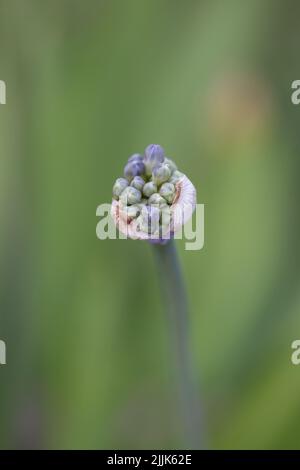 Angehende Agapanthus vor einem unscharf grünen Hintergrund Stockfoto