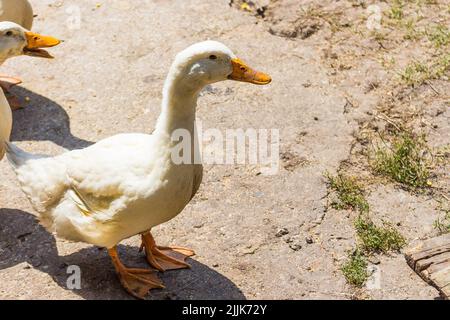 Eine Nahaufnahme einer amerikanischen Pekin-Ente an einem sonnigen Tag Stockfoto