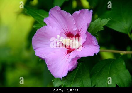 Eine Nahaufnahme einer wunderschönen violetten Sharon-Rose im Garten Stockfoto