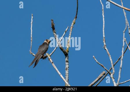 Rotfußfalke (Falco vespertinus). Rumänien Stockfoto