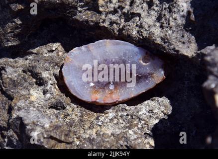 Eine schöne Amethyst-Geode liegt auf nassen Steinen am Meer. Kristalle aus violetten Halbedelsteinen in der Sonne. Stockfoto