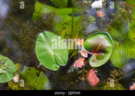 Nuphar Lutea - Gelbe Seerosen im Teich. Auch bekannt als Gelber Lotus, amerikanischer Lotus, Nelumbo Lutea. Kiyikoy-Hochwasserebene, Kirklareli, Türkei. Stockfoto