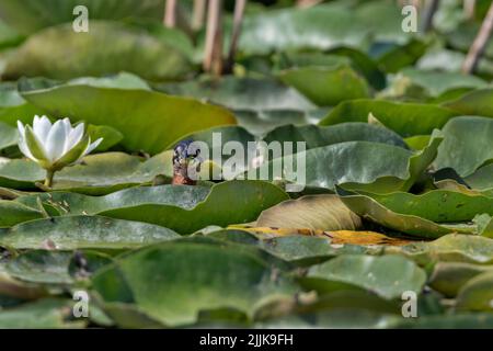 Rothalsgreier (Podiceps grisegena). Rumänien Stockfoto