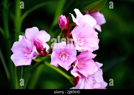 Eine Makroansicht von rosa Nerium Oleander Blumen im Garten Stockfoto