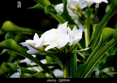 Eine Nahaufnahme eines frischen Strausses weißer Plumeria (Frangipani) Blumen vor schwarzem Hintergrund Stockfoto