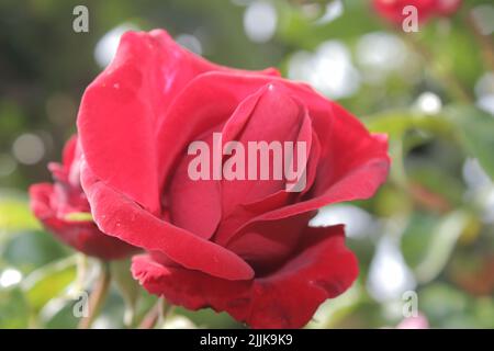 Der Sommer blüht aus nächster Nähe. Rote Rosen im Garten. Rote Blütenblätter. Grüner Hintergrund. Üppiges Laub. Buschiger Baum. Symbol für Blumen. Liebe. Stockfoto