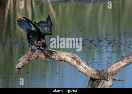 Pygmäenkormoran (Phalacrocorax pygmeus). Rumänien Stockfoto