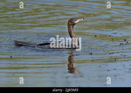 Marangone minore (Phalacrocorax pygmeus), Pygmy Cormorant: Rumänien Stockfoto