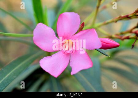 Eine Nahaufnahme einer rosa Neriumblume im Garten Stockfoto