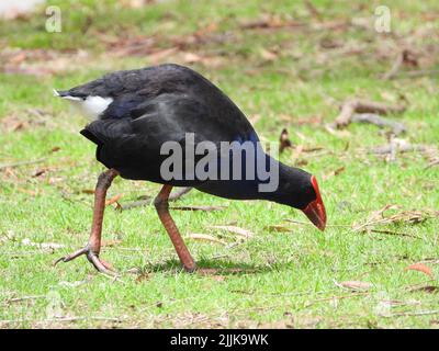 Ein australasiatischer Swamphen, der im Freien ruht Stockfoto