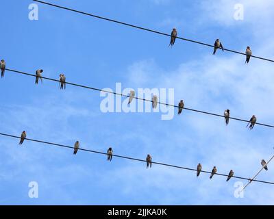 Eine Gruppe von Schwalben, die auf den Elektrokabeln sitzen Stockfoto