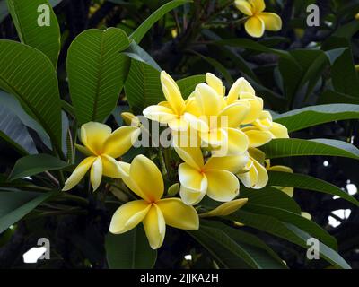 Ein Strauß gelber Frangipani-Blumen wächst im Garten Stockfoto