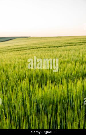 Grünes Gerstenfeld im Frühjahr. Erstaunliche ländliche Landschaft. Sonne über Feldern von reifender Gerste. Stockfoto