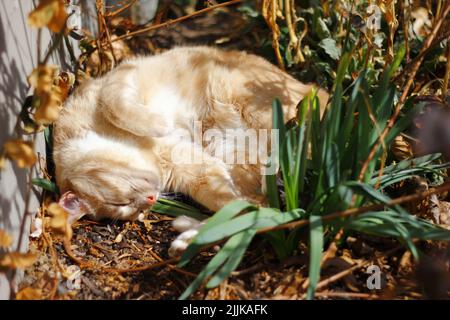 Nahaufnahme einer Straßenkatze, die unter Sonnenlicht auf dem Boden schläft Stockfoto