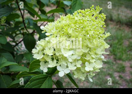 Weiße Hortensia paniculata wächst in einem Garten Stockfoto