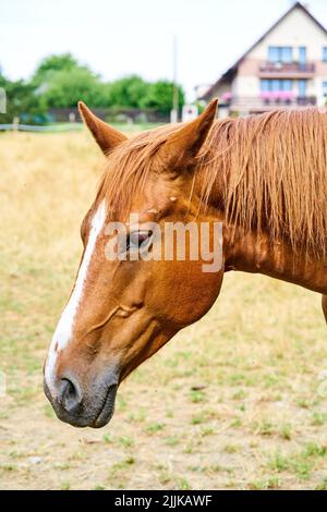 Außenaufnahme des Pferdekopfes aus der Nähe Stockfoto