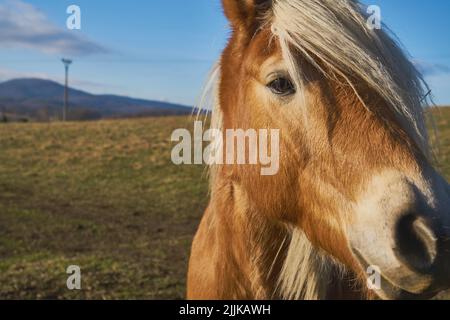 Ein braunes Pferd grast auf der Weide Stockfoto