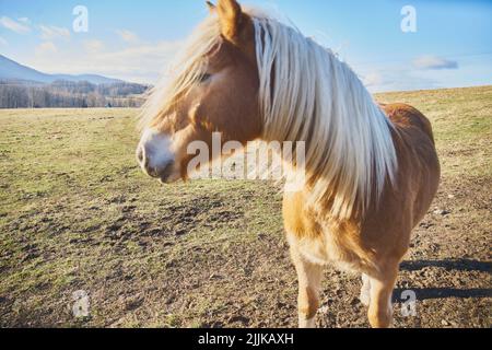 Außenaufnahme des Pferdekopfes aus der Nähe Stockfoto