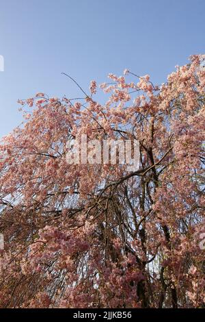 Ein niedriger Winkel von rosa Kirschblütenbaum Zweigen unter einem klaren blauen Himmel Stockfoto