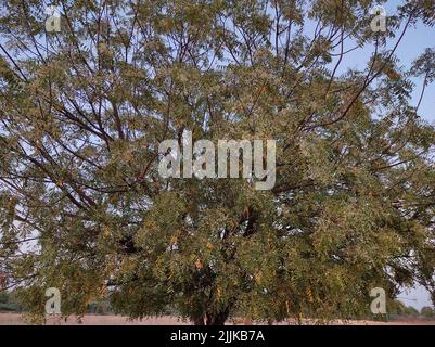 Ein Blick auf einen Neembaum in seiner vollen Blüte, der draußen unter dem blauen Himmel wächst Stockfoto