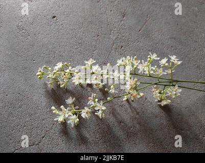 Ein Blick auf Neembaum Ast mit weißen Blüten auf einer Betonoberfläche Stockfoto