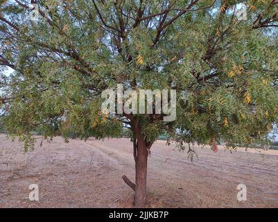 Ein Blick auf einen Neembaum in seiner vollen Blüte, der draußen in einem Ebenen Gebiet mit ausgebreiteten Ästen wächst Stockfoto