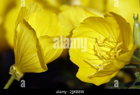 Blumen Oenothera biennis, Oenothera biennis oder Flight - Oenothéra biennis ist eine zweijährige Pflanze der Cypress-Familie, die in Nordamerika beheimatet ist. In hor Stockfoto