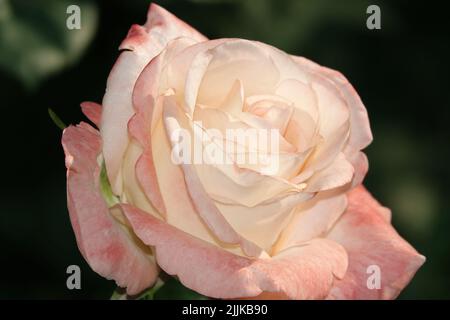 Eine Nahaufnahme einer rosa Rosenblüte ist eine mehrjährige Buschpflanze der Familie der Rosaceae, der Gattung der Hagebutten Stockfoto