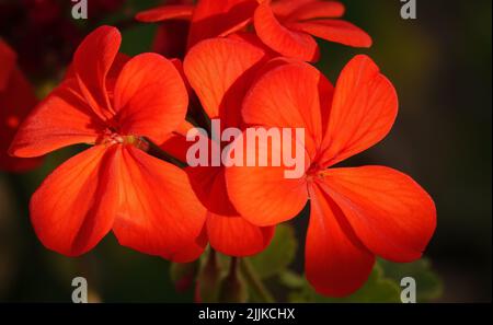 Blutrote Geranium oder crail ist eine mehrjährige krautige Pflanze der Familie der Geraniaceae. Stockfoto