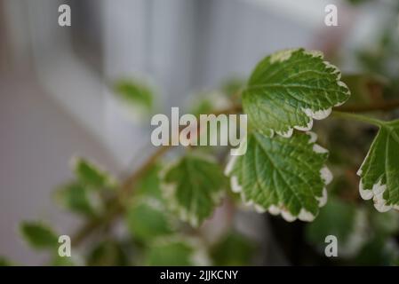 Eine Nahaufnahme der Blätter der weißkantigen schwedischen Efeu-Pflanze Stockfoto